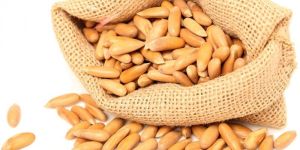 Pine Nut Kernel