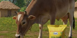 Maize Cattle Feed
