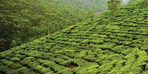 Humidification System For Tea Industry