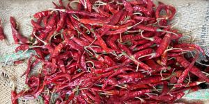 Dry Red Chillis