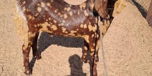 Brown Sirohi Goat