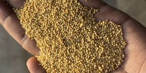 Yellow Mustard Seeds