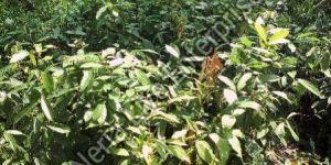 Cinnamon Plant