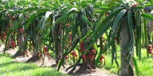 Dragon Fruit Plant