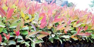 Eucalyptus Plant