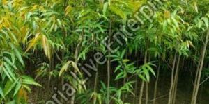 Forestry Plant