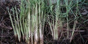 Lemongrass
