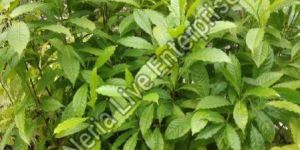 Rudraksha Plant