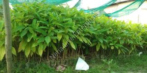 Titachapa Plant