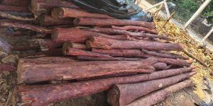 Red Sandal Wood Logs