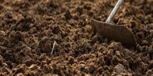 Cow Dung Manure