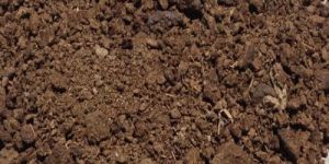 Cow Dung Powder