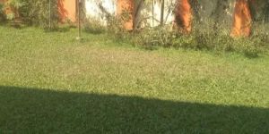 Garden Maintenance Services