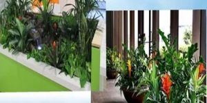 Indoor Gardening Service