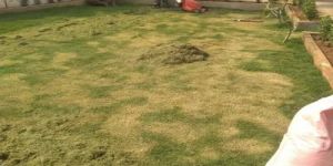 Lawn Grass Cutting Service