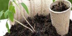 Nurseries Plant Soil