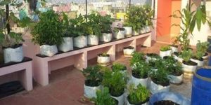 Rooftop Kitchen Garden Services