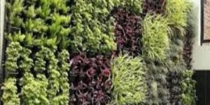Vertical Landscape Gardening Services