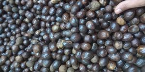 Nutmeg