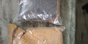 Yellow Mustard Seeds