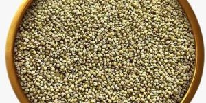 Browntop Millet Seeds