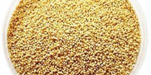 Foxtail Millet Seeds