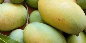 Fresh Amrapali Mango