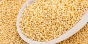 Little Millet Seeds