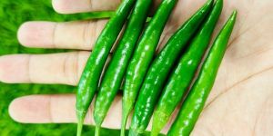 Fresh Green Chilli