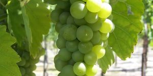 Fresh Green Grapes
