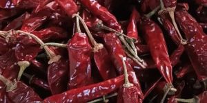 Red Chilli