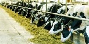 Business Loan for Dairy Farm