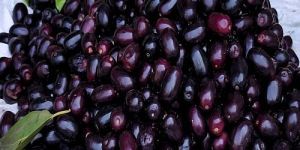 A Grade Fresh Jamun