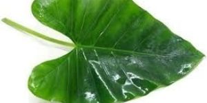 A Grade Green Fresh Colocasia Leaf