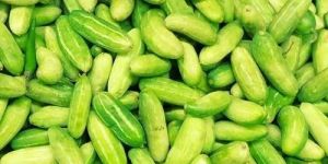 A Grade Green Tindora