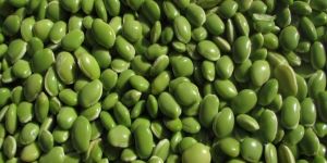 A Grade Surti Papdi Lilva