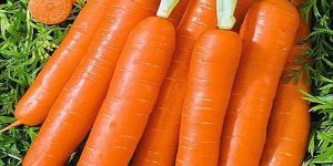 Fresh Orange Carrot