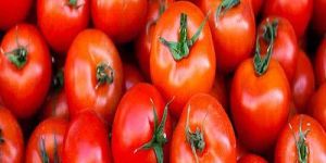Fresh Red Tomato