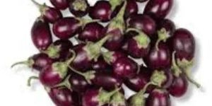 Fresh Small Brinjal