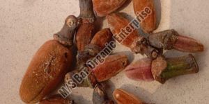 Semal Musli Bombax Ceiba