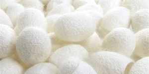 Mulberry Silk Cocoon