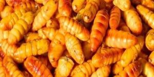 Silkworm Pupae