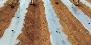 Agriculture Mulching Film