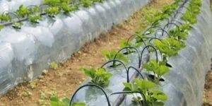 Balaram Mulching Film