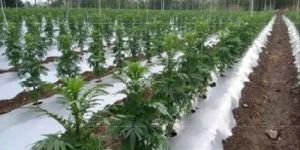 Biodegradable Mulching Film