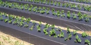 Black Mulching Film
