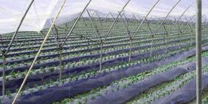 Greenhouse Mulching Film