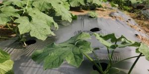 Grey Mulching Film