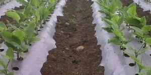 Horticultural Mulching Film