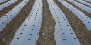 LDPE Mulching Film